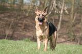 BERGER ALLEMAND 1284